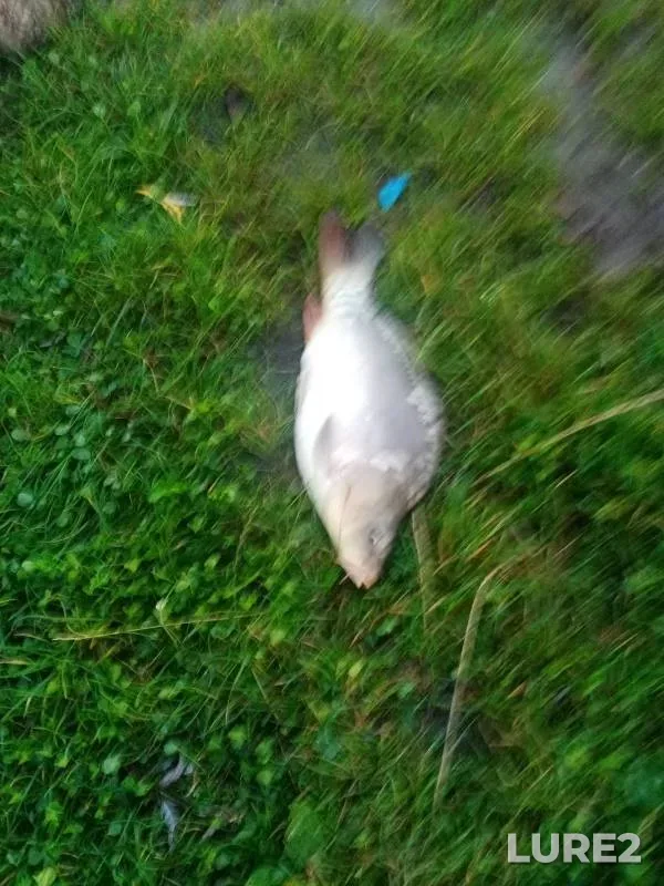 Carp — U Vasilicha, Aug 09, 2024