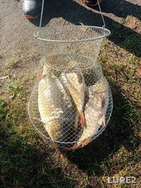 Carp — U Vasilicha, Aug 09, 2024