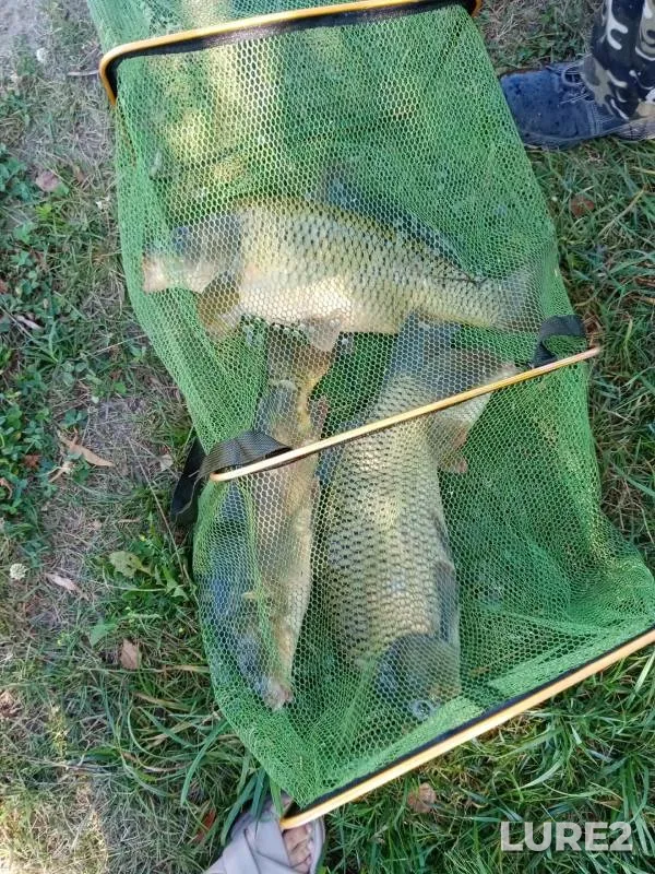 Carp — U Vasilicha, Jul 25, 2024