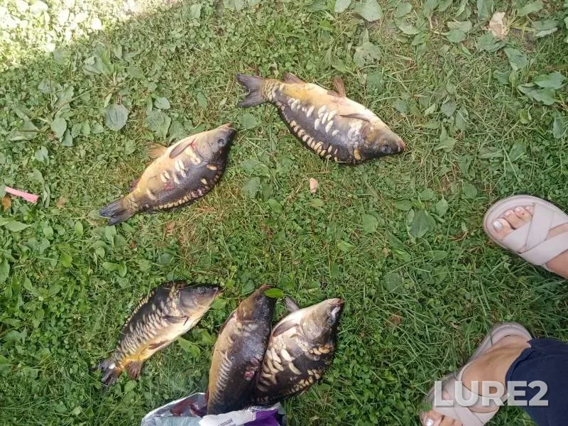 Carp — U Vasilicha, Jul 21, 2024