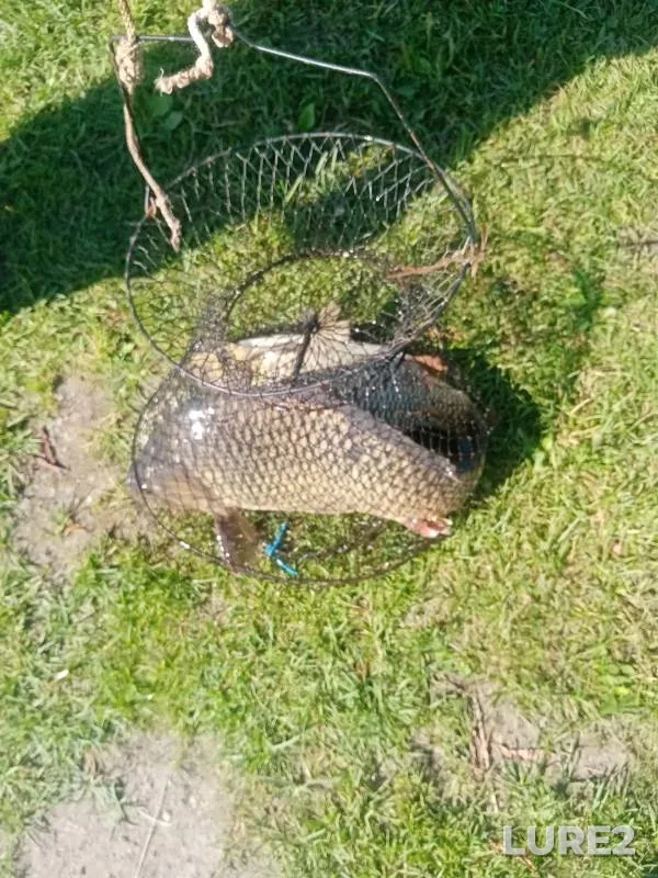 Carp — U Vasilicha, Jul 21, 2024