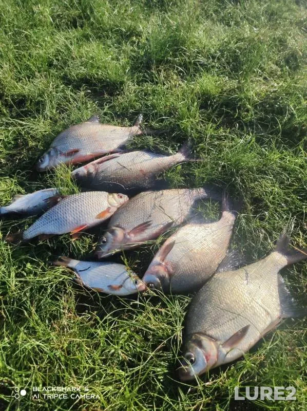 Bream, Roach — Orlik-5, Jul 25, 2024