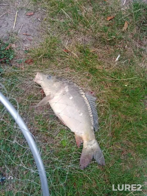 Carp — U Vasilicha, Aug 21, 2024