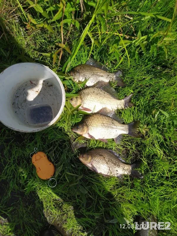 Crucian carp — Chernets, Aug 27, 2024