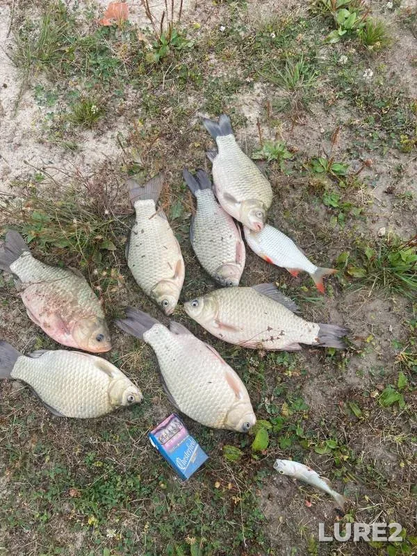Crucian carp, Perch — Bryanskaya oblast, Sep 12, 2024