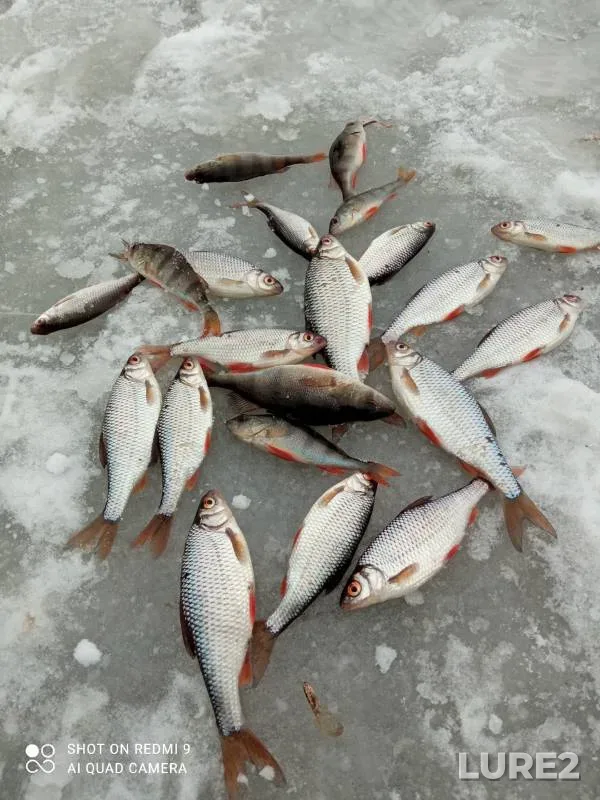 Perch — Snezhet, Feb 03, 2023