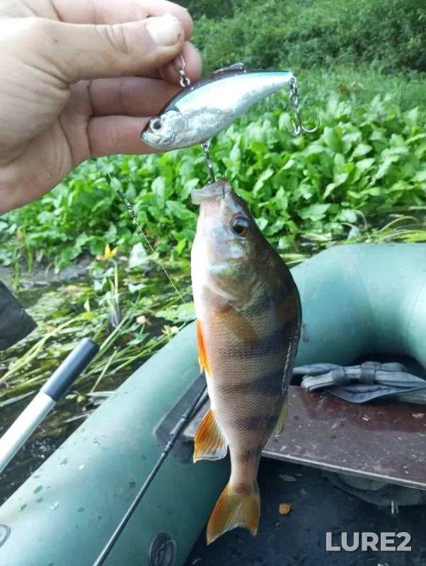 Perch, Pike — Bryanskaya oblast, Aug 28, 2024