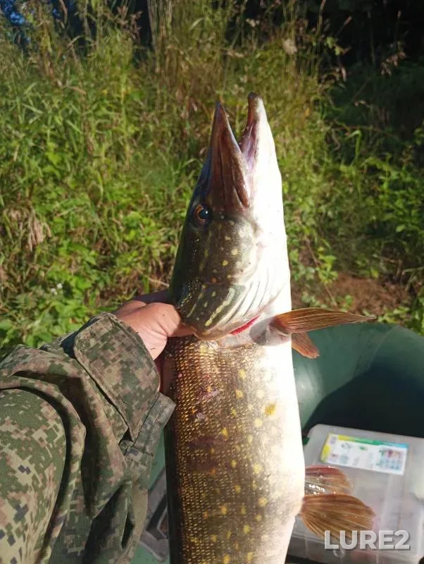 Pike — Bryanskaya oblast, Aug 04, 2024