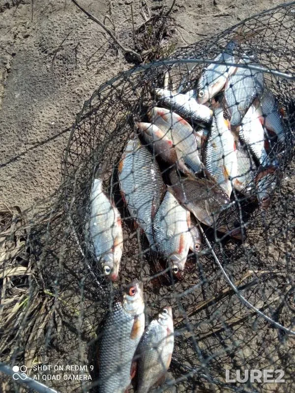 Roach, White bream — Snezhet, Apr 07, 2024