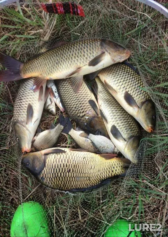 Carp, Crucian carp — Bryanskaya oblast, Apr 22, 2024