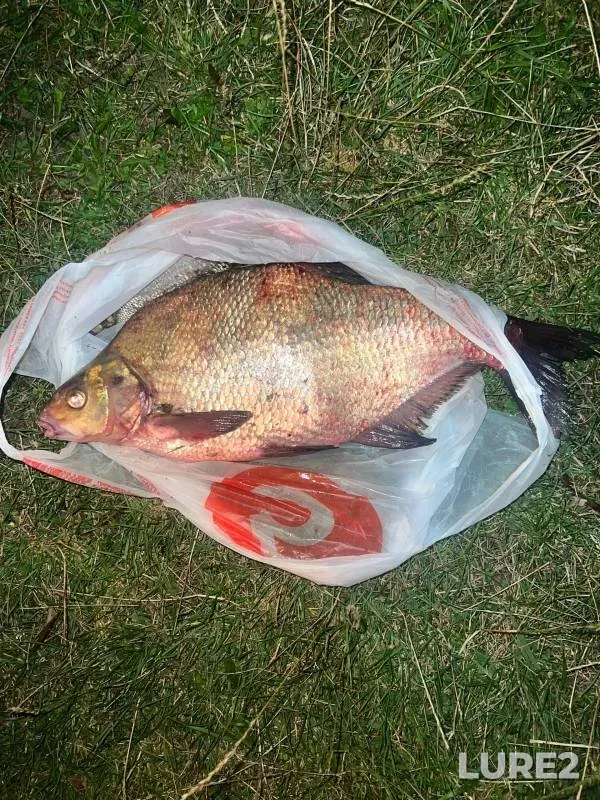 Bream — Desna, Aug 11, 2023