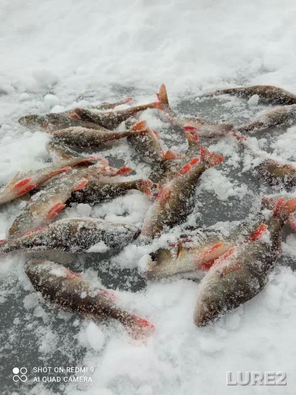 Perch — Keramzitnoye, Jan 03, 2024
