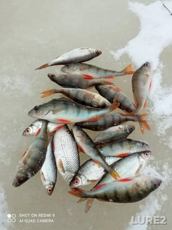 Perch, Roach — Snezhet, Jan 29, 2024