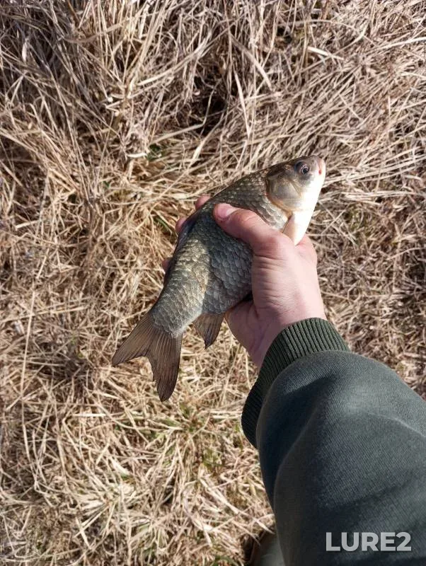 Crucian carp — Possor, Mar 31, 2024