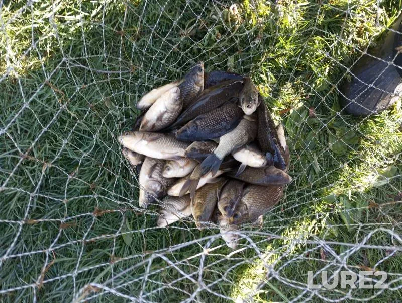 Crucian carp — Possor, Apr 30, 2024