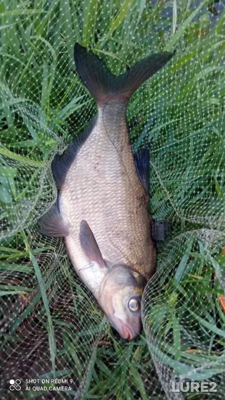Bream — Snezhet, Jun 09, 2024