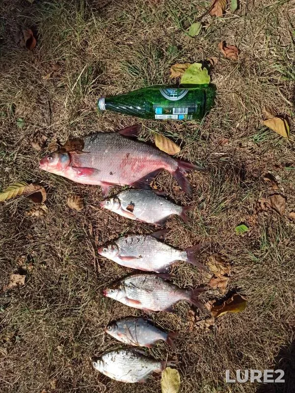 Bream, White bream — Starukha, Sep 02, 2024