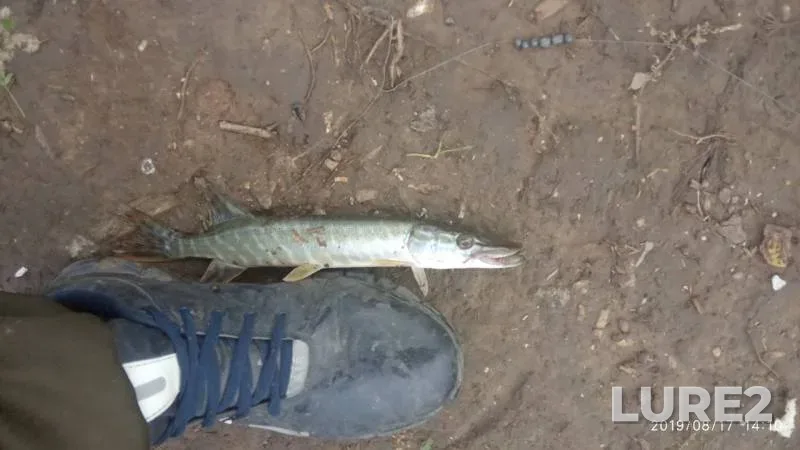 Pike — Lysvenskiy, Aug 17, 2019