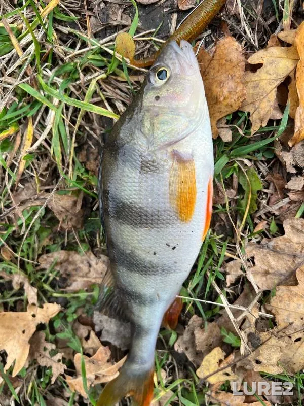 Perch, Zander — Bolva, Oct 26, 2024