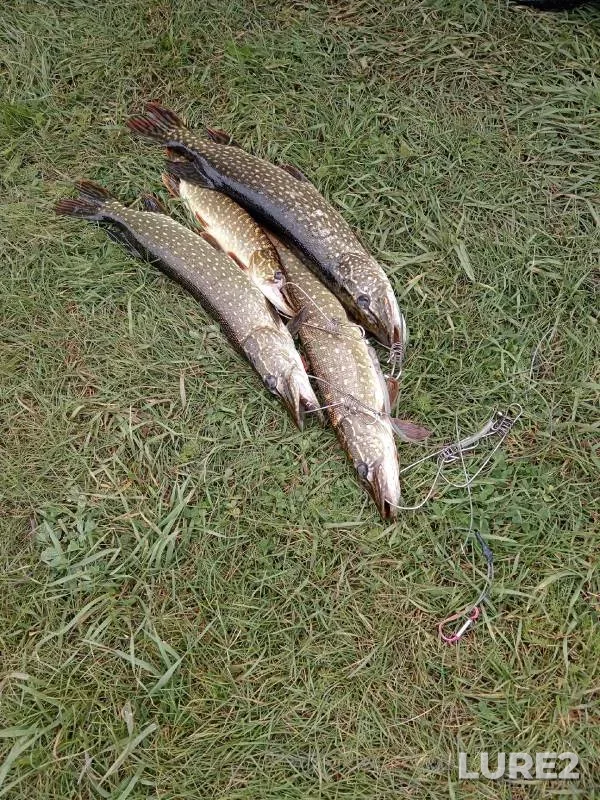 Pike — Altayskiy kray, Sep 28, 2023