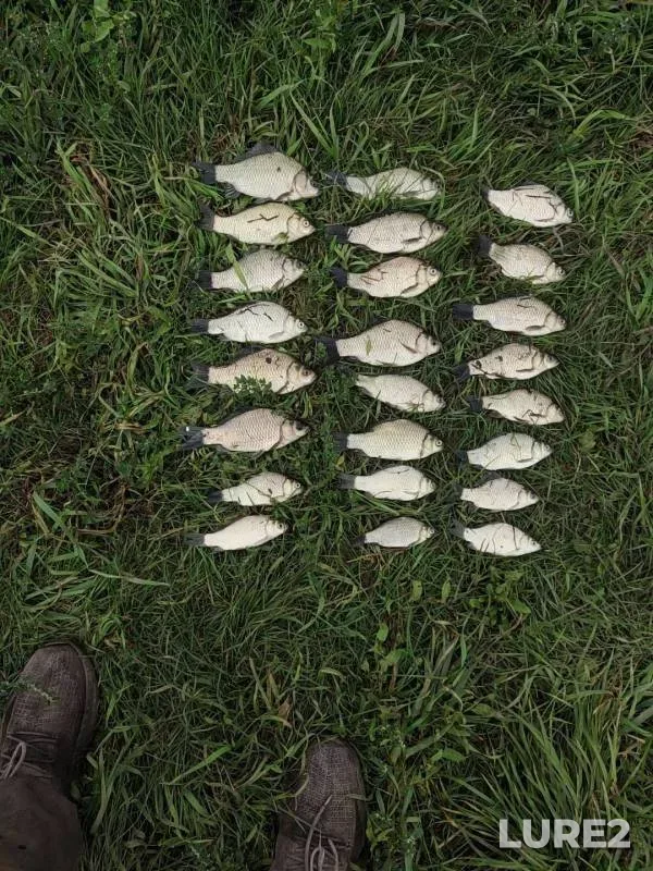 Crucian carp — Altayskiy kray, Sep 02, 2024