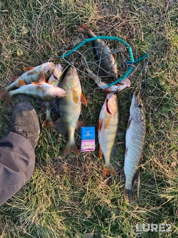 Perch, Pike — Bulanikha, Oct 05, 2024