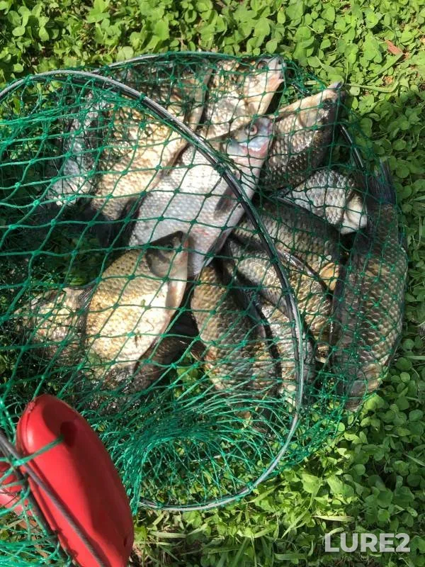 Bream, Crucian carp — Psel / Psyol, Jul 20, 2023