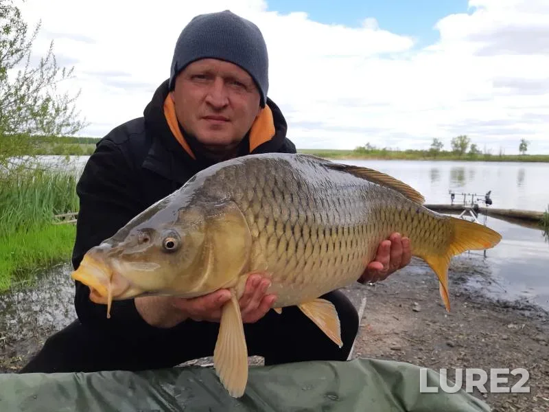 Carp — Golodyayevskiy, May 23, 2022