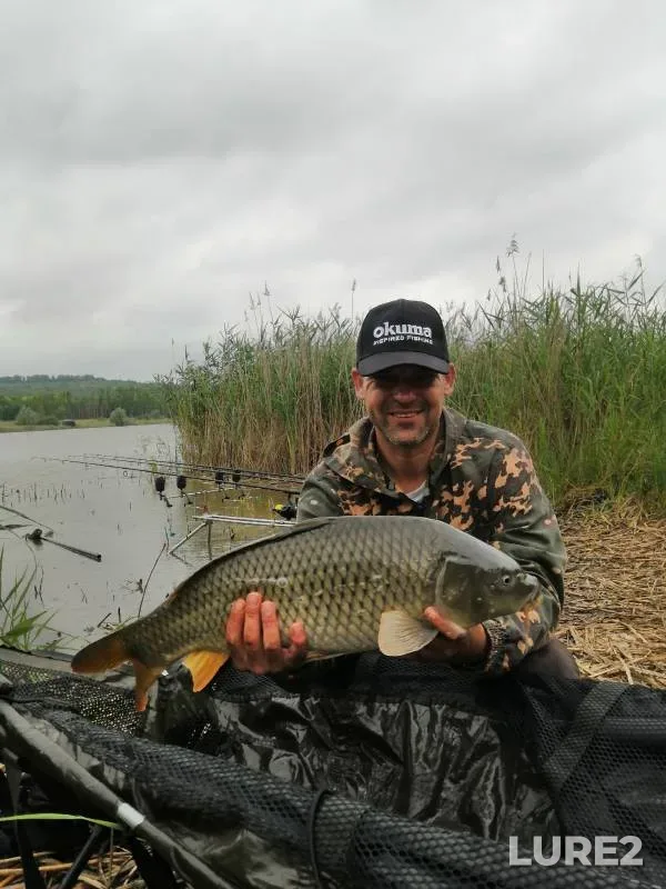 Carp — Belgorodskaya oblast, Jul 10, 2023
