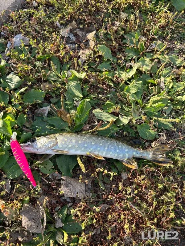 Pike — Vezyolka, Sep 23, 2023