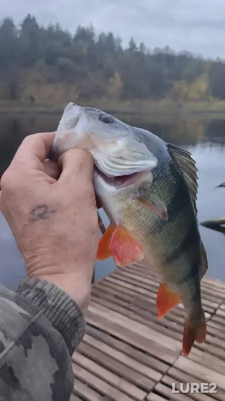 Perch — Belgorodskaya oblast, Oct 15, 2023