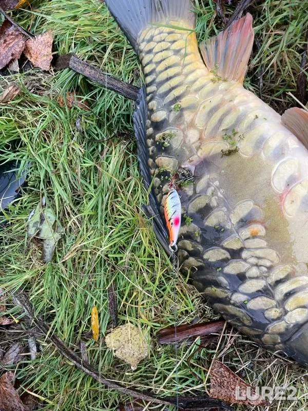 Carp, Crucian carp — Oskol / Oskіl, Oct 21, 2023