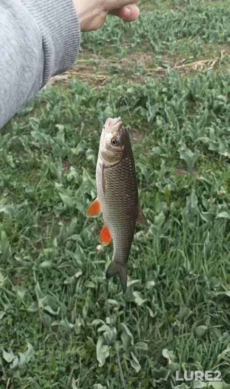Chub, Perch — Vezyolka, Apr 06, 2024