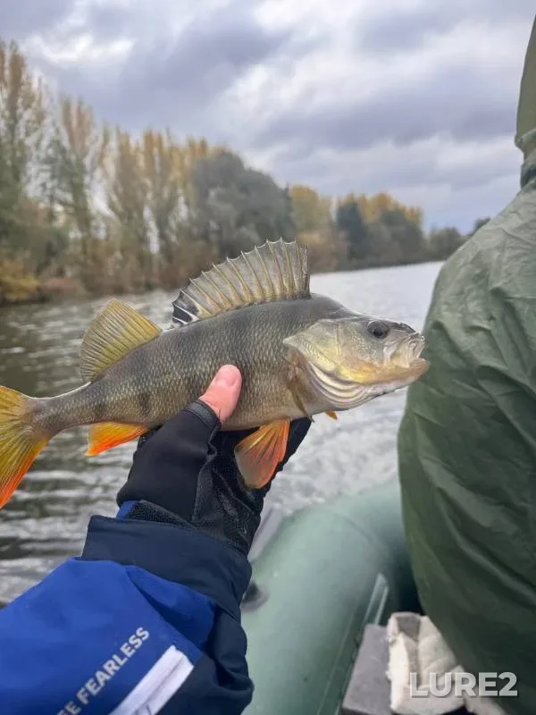 Perch — Oskol / Oskіl, Oct 19, 2024