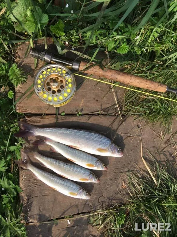 Chub — Bolshaya Zapornaya, Jul 27, 2019
