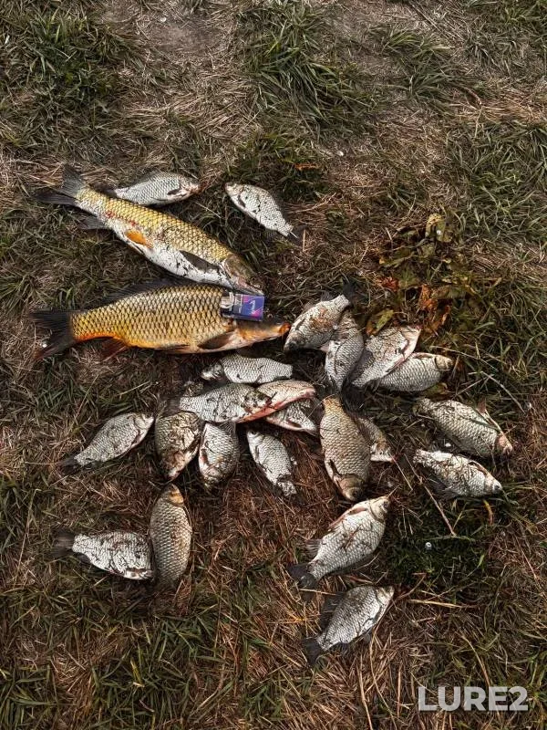 Carp, Crucian carp — Rybinka, Sep 21, 2024