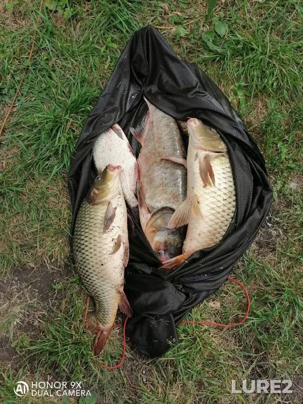 Bream, Carp — Khalan, Aug 02, 2024