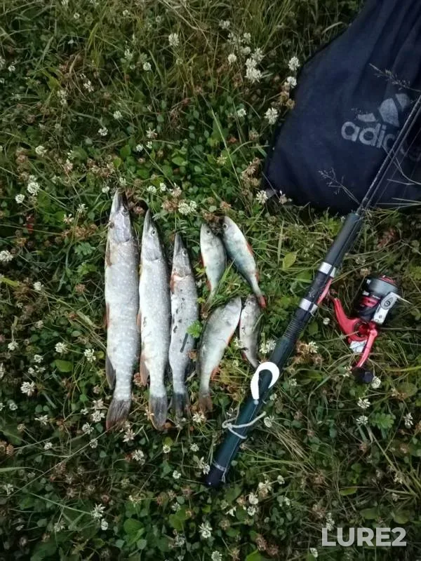 Perch, Pike — boloto Poperechnoye, Jul 05, 2020