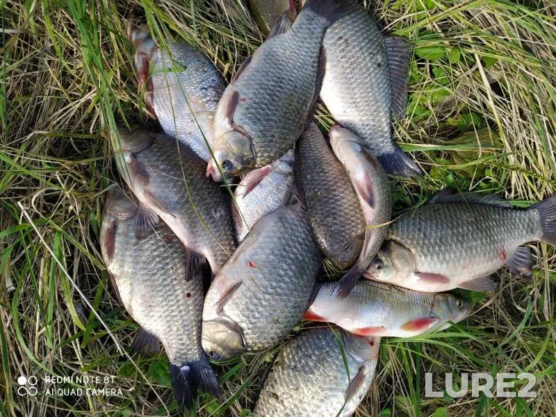 Bream, Crucian carp — protoka Soplyakova, Aug 30, 2020