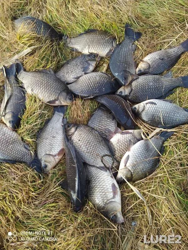 Crucian carp — Dolgonkoye, Oct 25, 2021