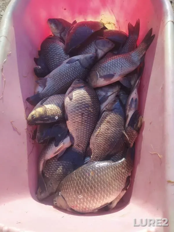 Crucian carp — Bogatenkoye, Oct 19, 2023