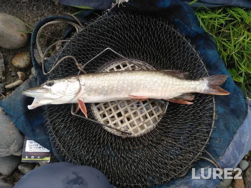 Pike — Kovsh, Jul 06, 2020
