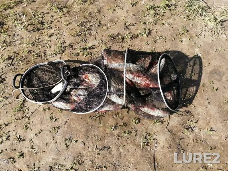 Crucian carp — Ob, Aug 12, 2020