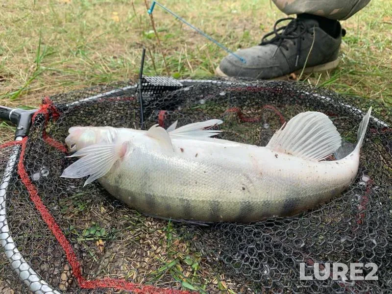 Pike, Zander — Aley, Aug 13, 2022
