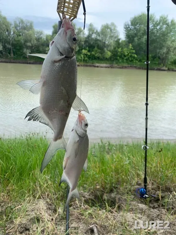 Bream — Aley, Aug 13, 2022