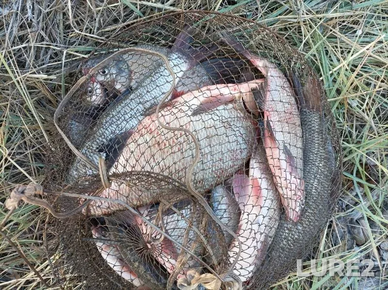Bream — Ob, Sep 17, 2022