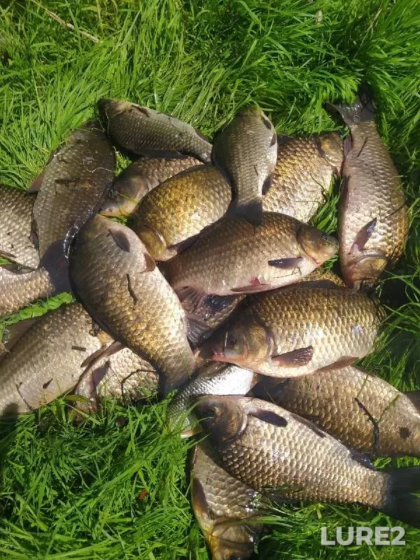Crucian carp — Dolgonkoye, Jul 19, 2022
