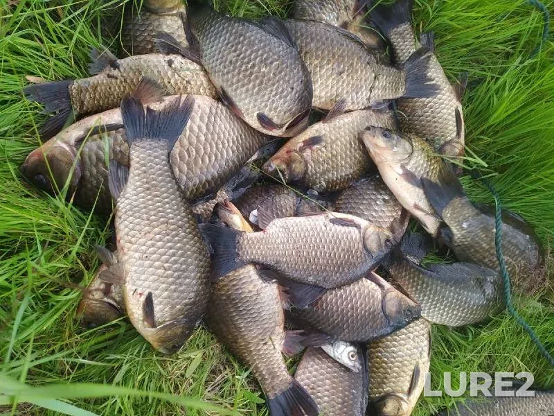 Crucian carp — Bogatenkoye, Jul 22, 2022