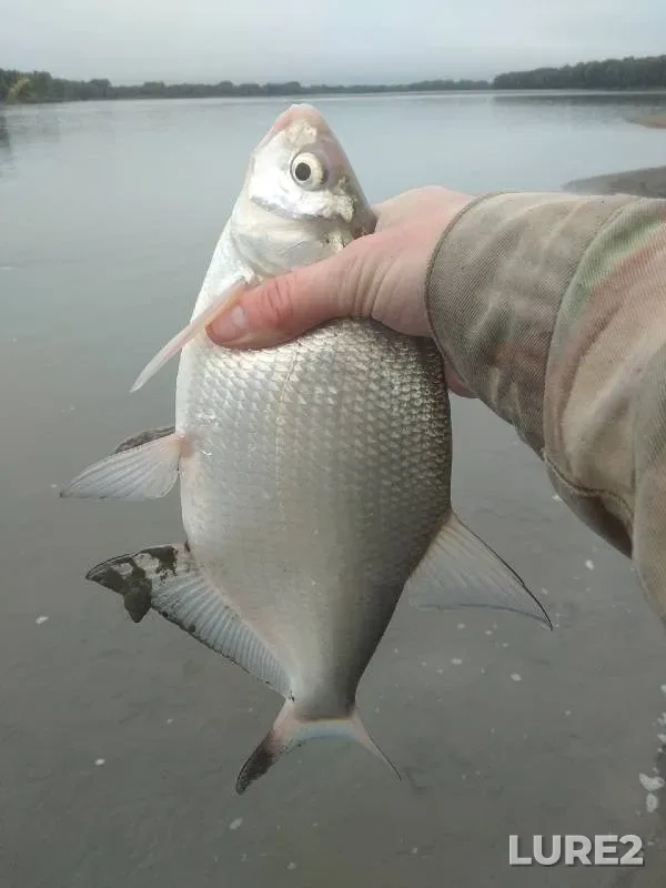 Bream — Ob, Aug 21, 2022