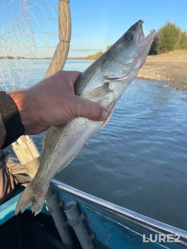 Pike, Zander — Ob, Aug 24, 2022
